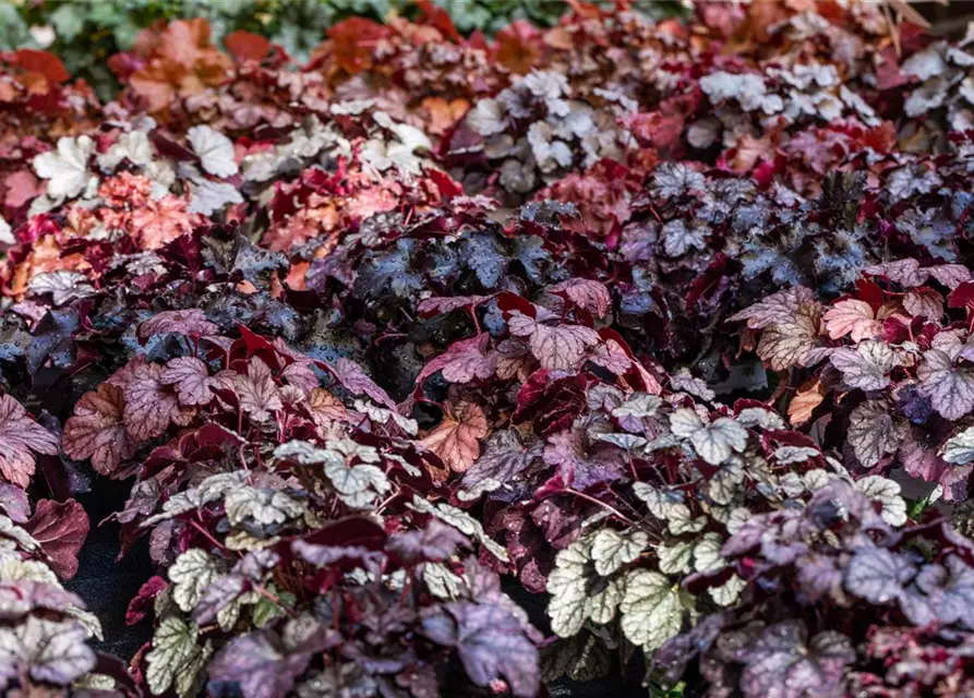 Garten-Silberglöckchen 'Sugar Frosting'