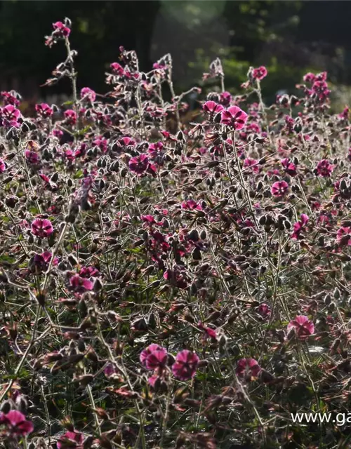 Geranium phaeum 'Samobor'