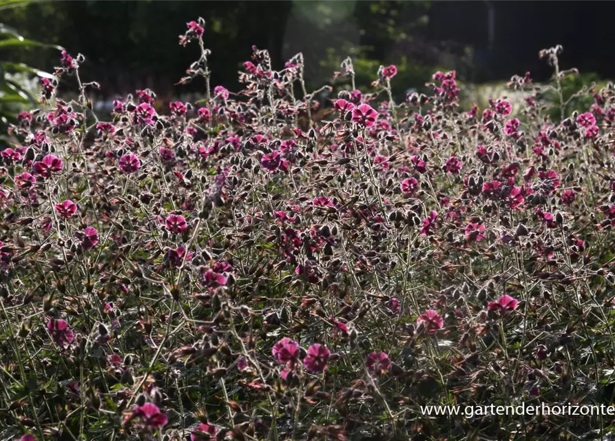 Geranium phaeum 'Samobor'