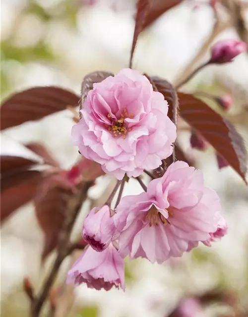 Japanische Nelkenkirsche 'Royal Burgundy'®