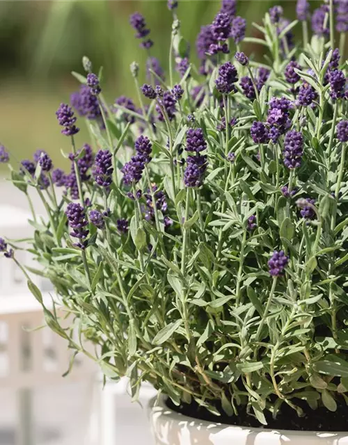 Lavandula angustifolia 'Dwarf Blue'