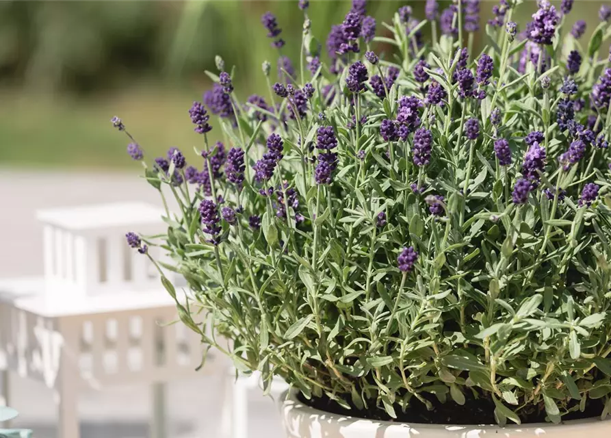 Lavandula angustifolia 'Dwarf Blue'