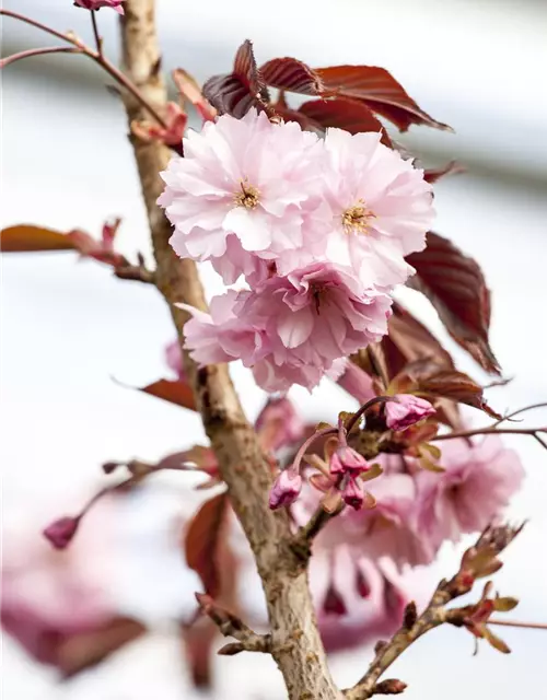 Japanische Nelkenkirsche 'Royal Burgundy'®