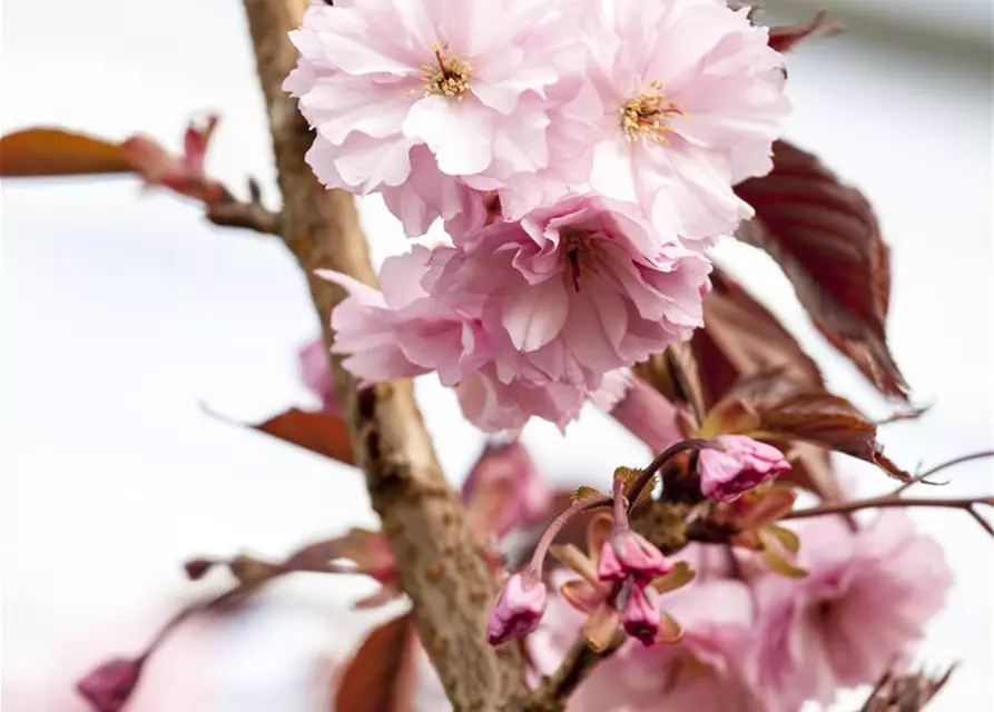 Japanische Nelkenkirsche 'Royal Burgundy'®