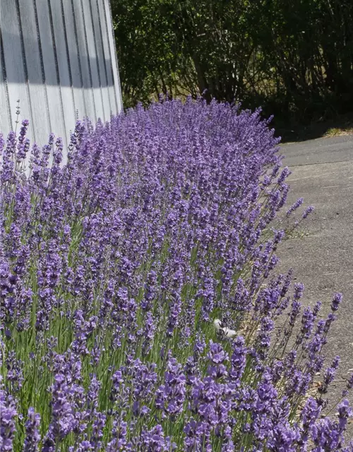 Lavandula angustifolia 'Dwarf Blue'