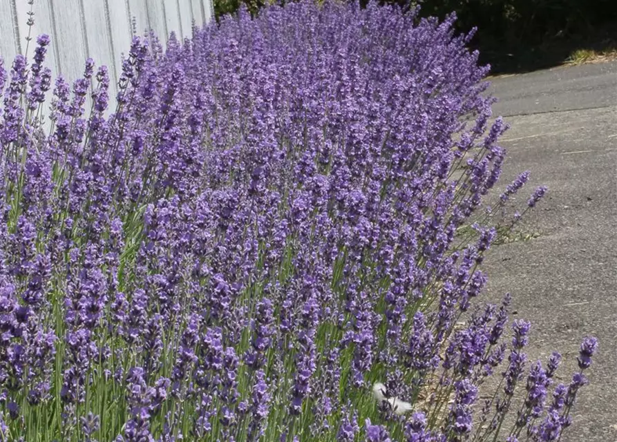 Lavandula angustifolia 'Dwarf Blue'