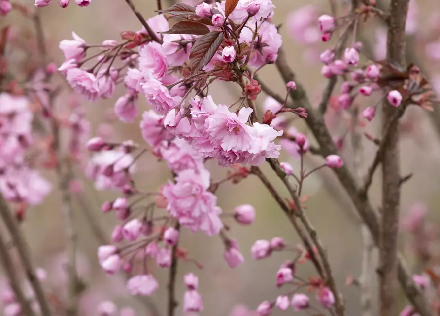 Japanische Nelkenkirsche 'Royal Burgundy'®