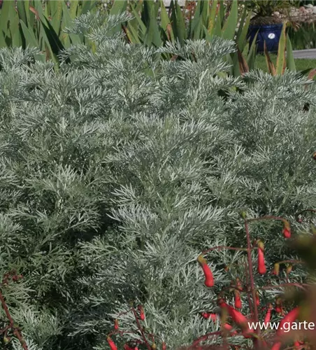 Halbstrauchiger Garten-Wermut 'Powis Castle'