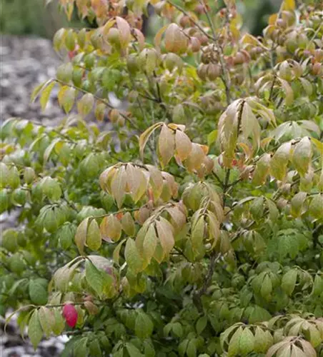 Korkflügelstrauch 'Compactus'