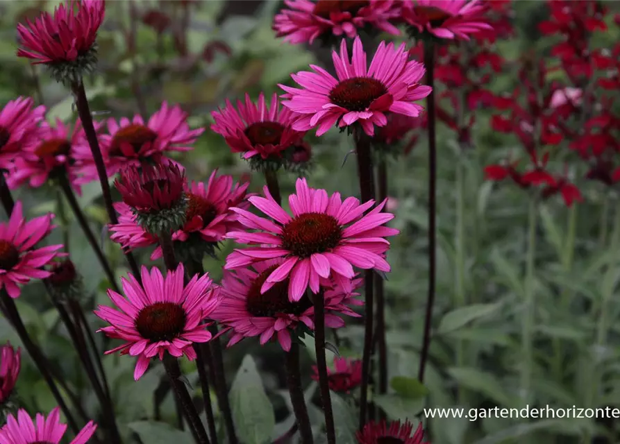 Garten-Scheinsonnenhut 'Fatal Attraction'®