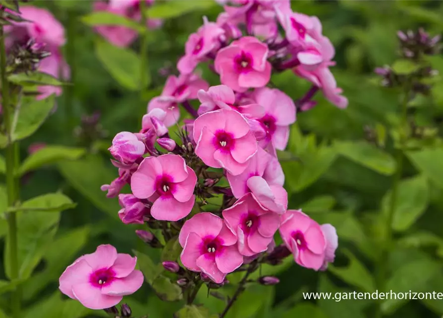 Hohe Garten-Flammenblume 'Jeff´s Pink' 