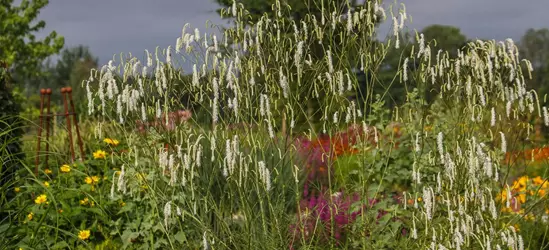 Hoher Wiesenknopf