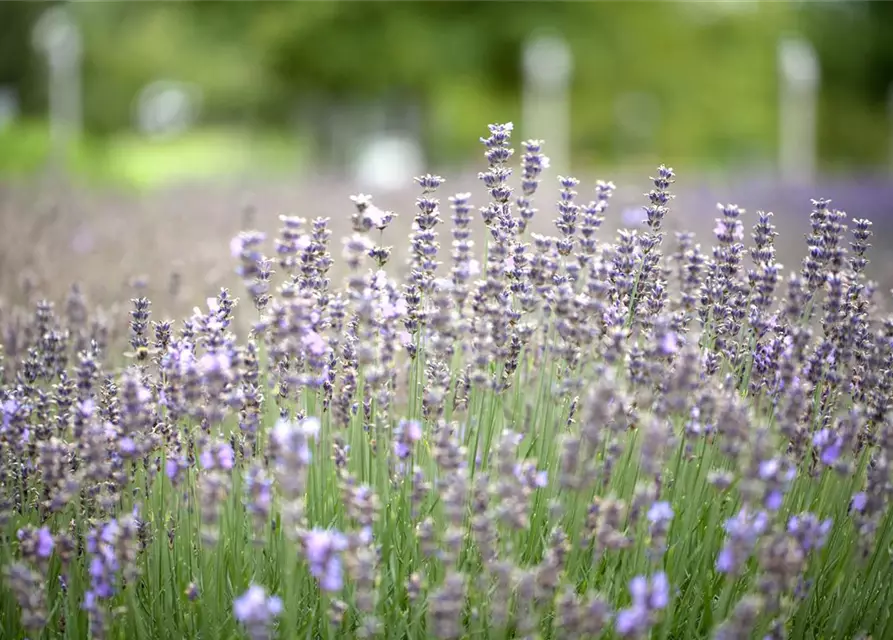 Lavendel