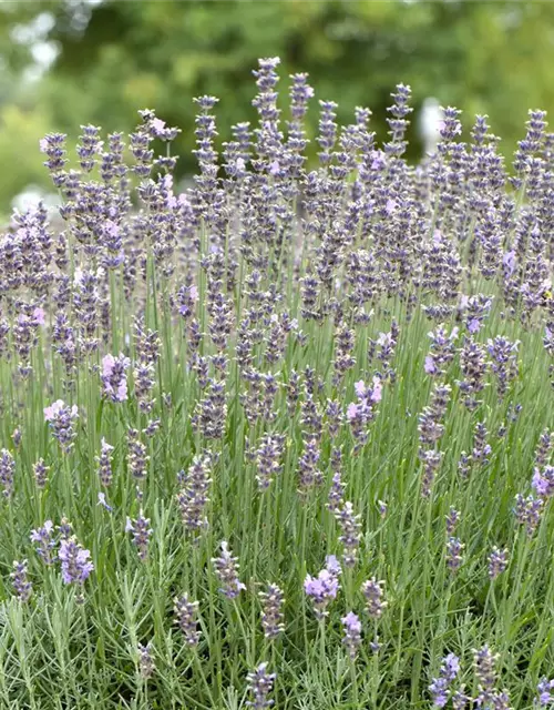 Lavendel