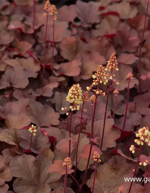 Heuchera x cult. LC 'Blondie' -R-