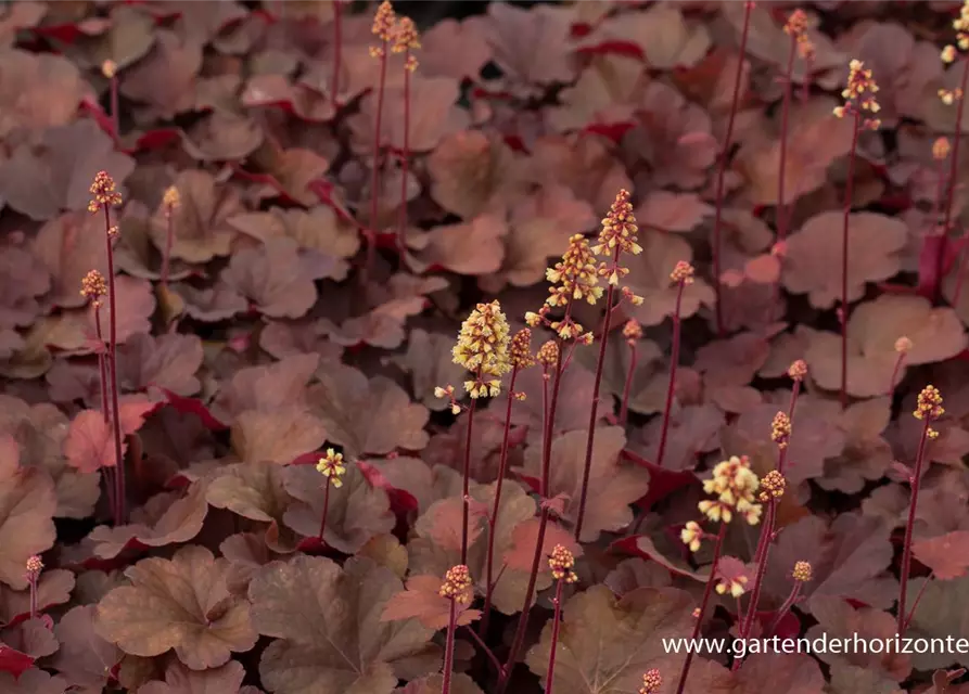 Heuchera x cult. LC 'Blondie' -R-