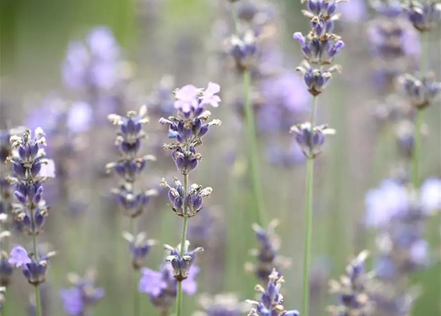 Lavendel