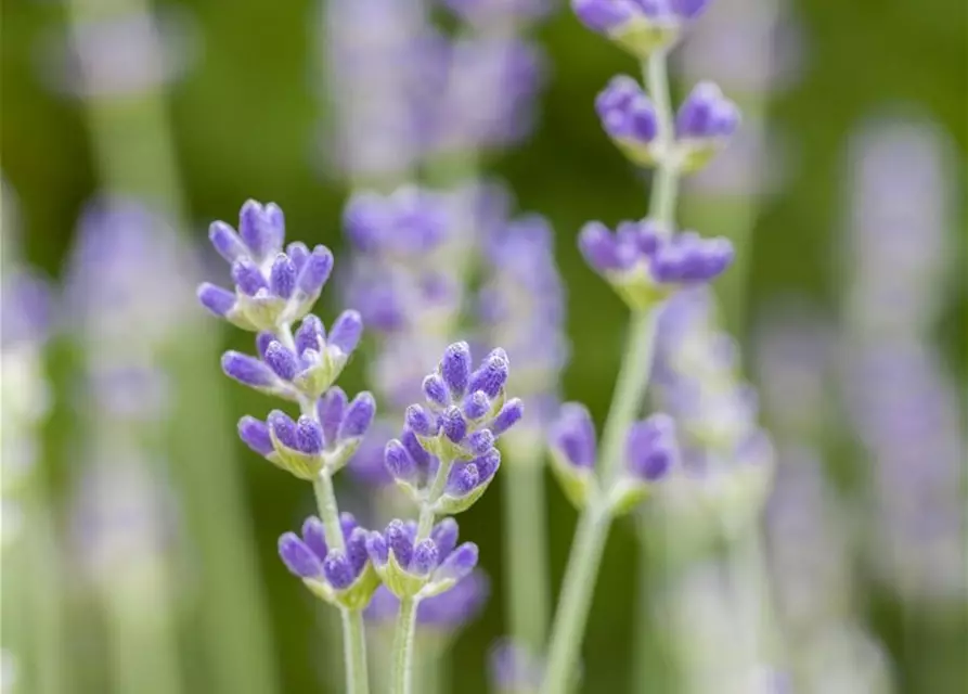 Lavendel