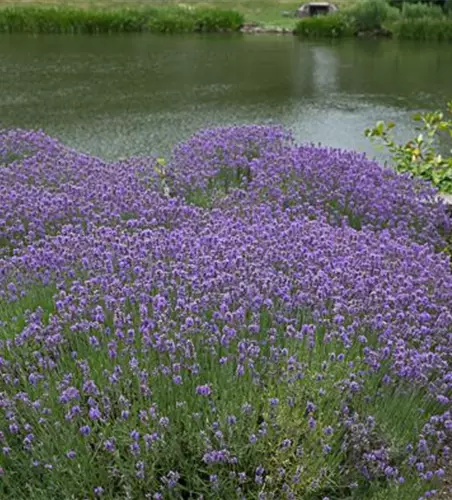 Lavendel