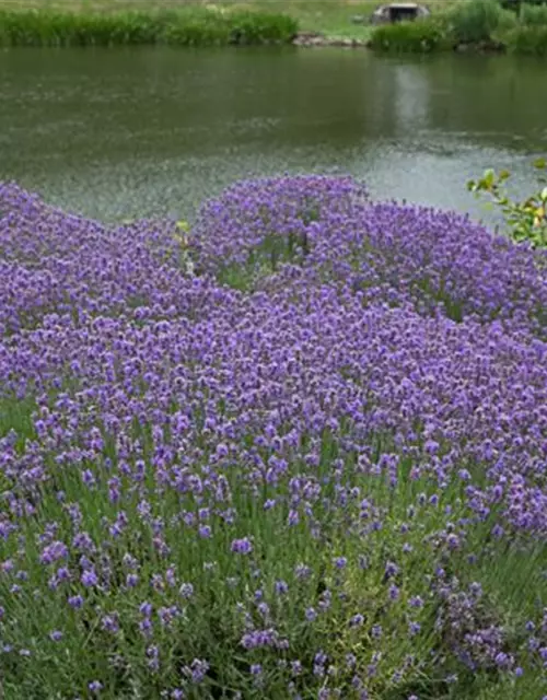 Lavendel