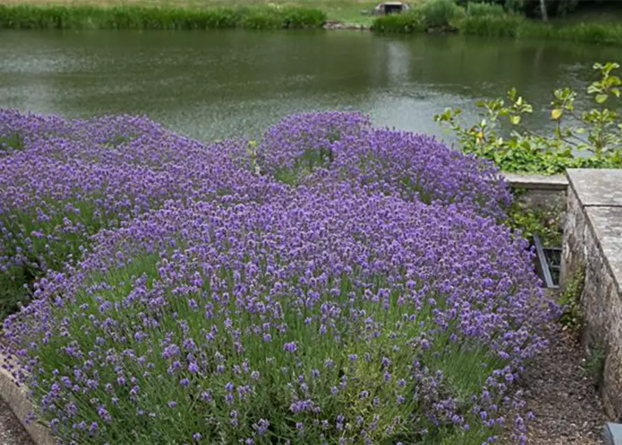 Lavendel