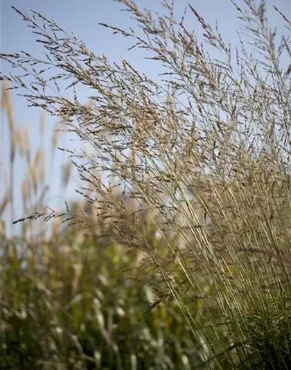 Hohes Garten-Pfeifengras 'Windspiel'