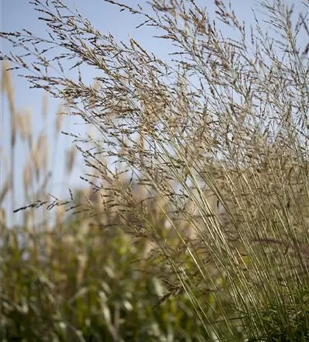 Hohes Garten-Pfeifengras 'Windspiel'