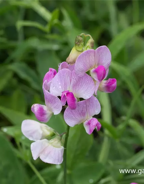 Lathyrus latifolius 'Rosa Perle'