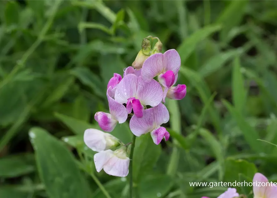 Lathyrus latifolius 'Rosa Perle'