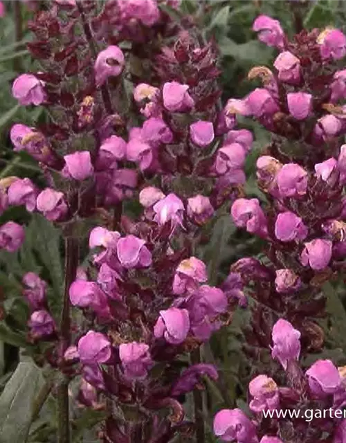 Großblütige Garten-Braunelle 'Pink Loveliness'