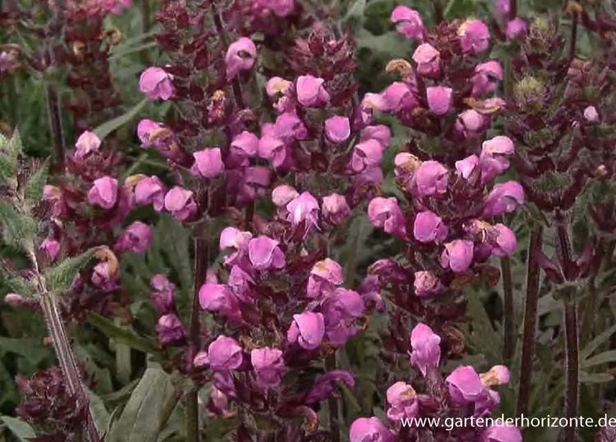 Großblütige Garten-Braunelle 'Pink Loveliness'