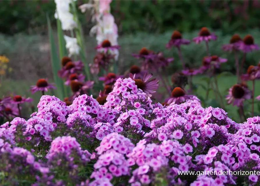 Hohe Flammenblume