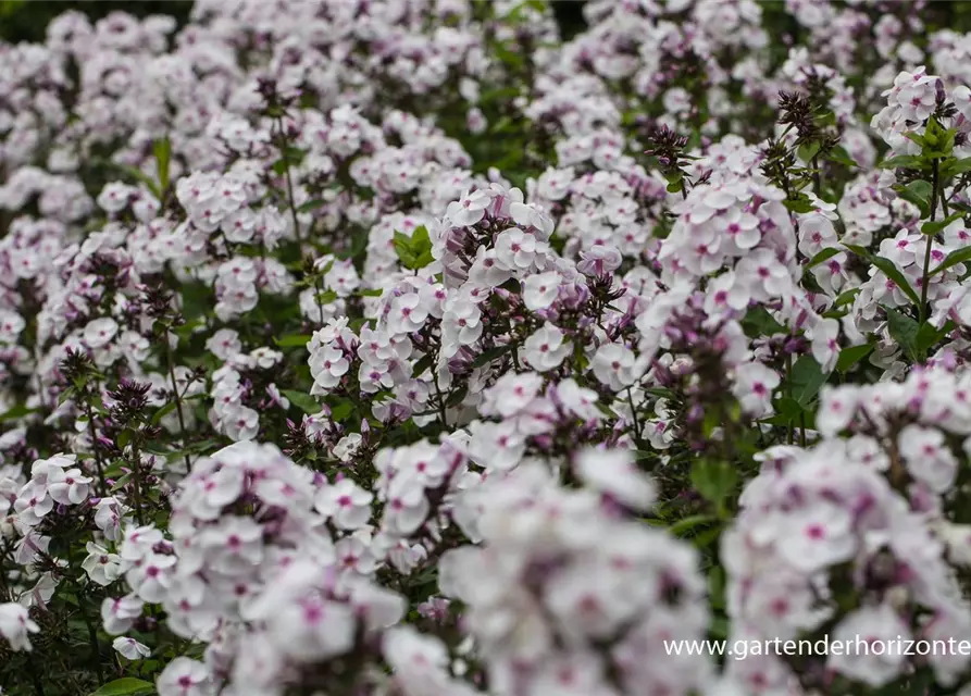 Hohe Flammenblume