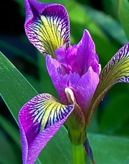 Iris versicolor