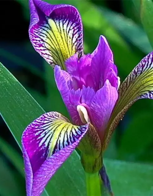 Iris versicolor