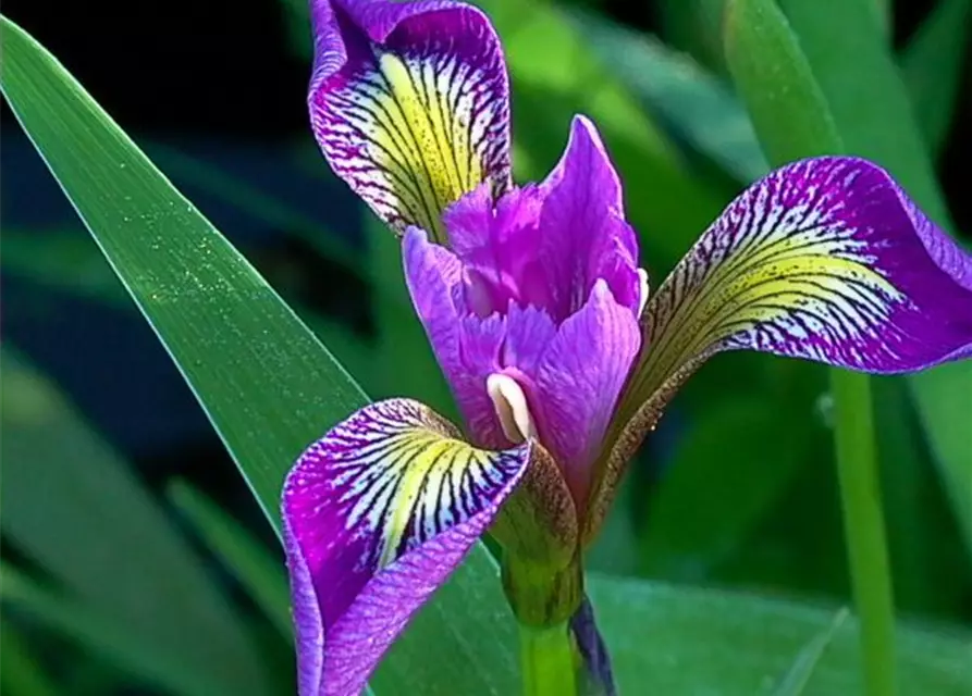 Iris versicolor