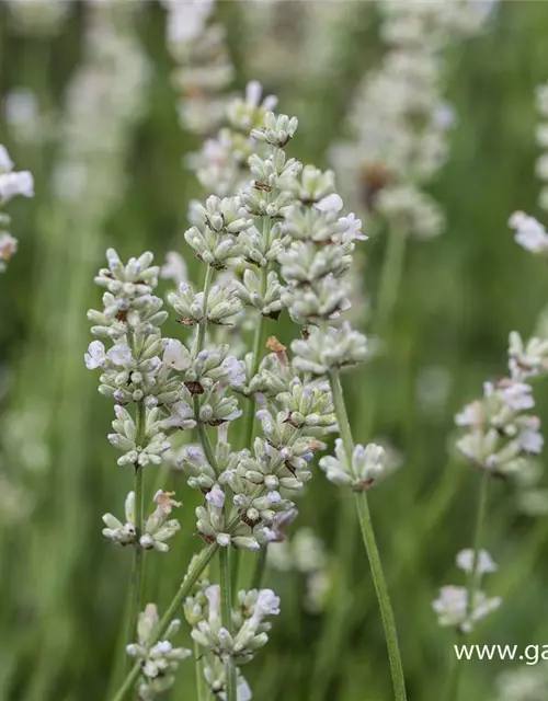 Lavandula angustifolia 'Arctic Snow'