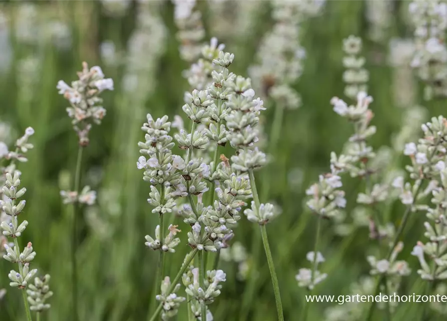 Lavandula angustifolia 'Arctic Snow'