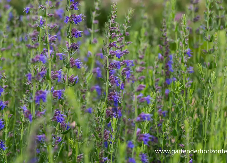 Hyssopus officinalis