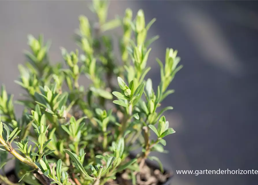 Hyssopus officinalis