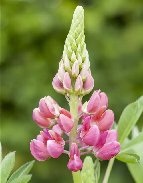 Lupine 'Camelot Red'®