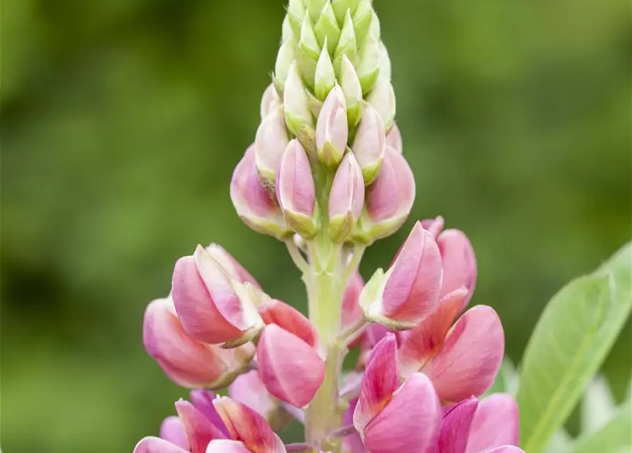 Lupine 'Camelot Red'®