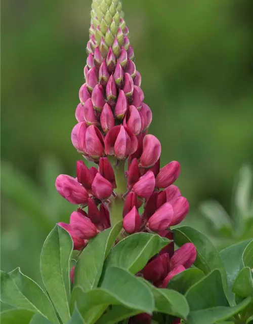 Lupine 'Camelot Red'®