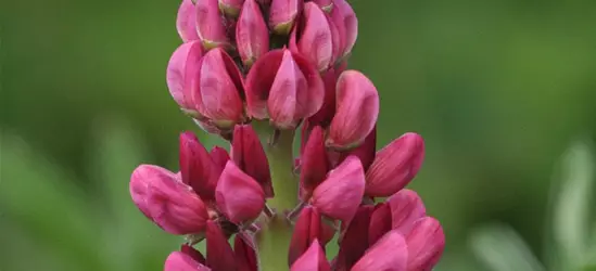 Lupine 'Camelot Red'®