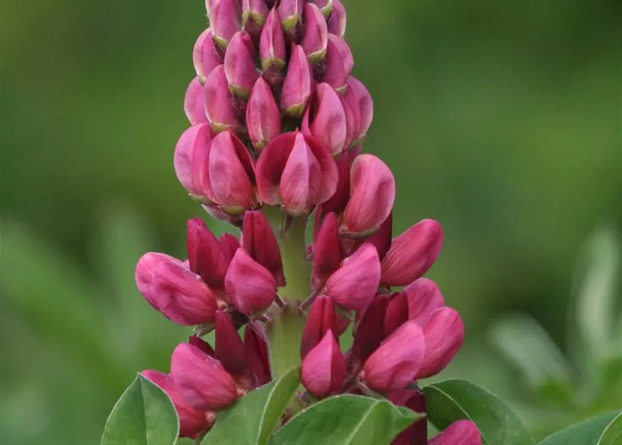 Lupine 'Camelot Red'®