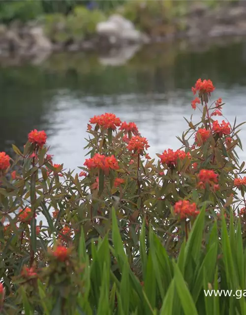 Garten-Wolfsmilch 'Fireglow'