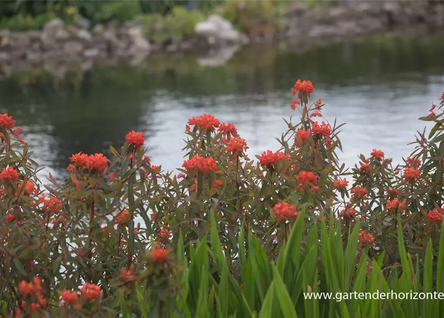 Garten-Wolfsmilch 'Fireglow'