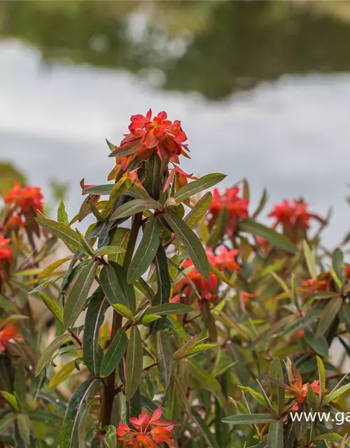 Garten-Wolfsmilch 'Fireglow'