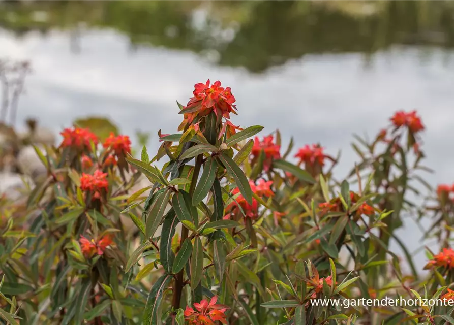 Garten-Wolfsmilch 'Fireglow'