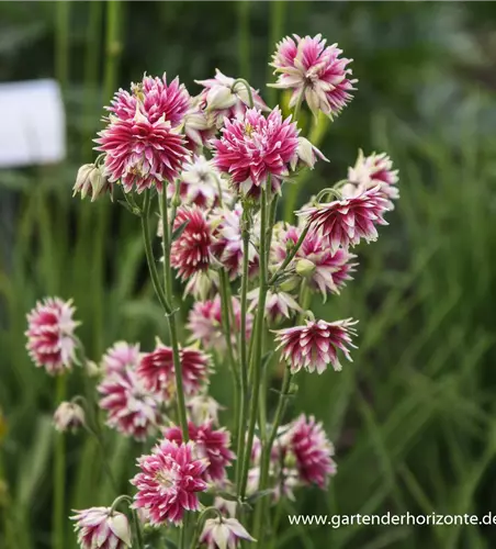 Langspornige Garten-Akelei 'Nora Barlow'